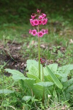 Primula japonica s8.jpg