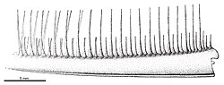 Pseudoangustidontus.jpg