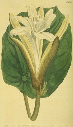 Pterospermum acerifolium (1803).jpg