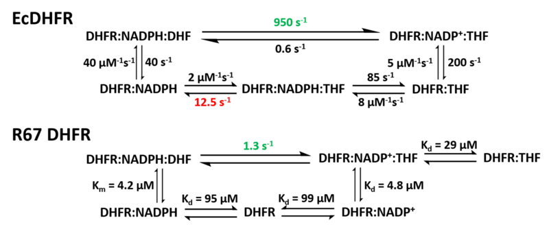 File:Reaction Kinetics comparison between EcDHFR and R67 DHFR.png