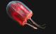 Red-paper-lantern-jellyfish-Karen-Osborn-Smithsonian-Institution.png