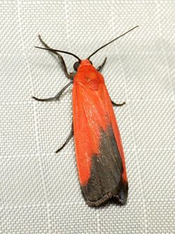 Red Lichen Moth (37508888952).jpg