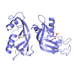 Ribonuclease 4 with deoxyuridine monophosphate.png