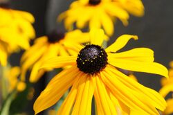 Rudbeckia hirta flower closeup.jpg