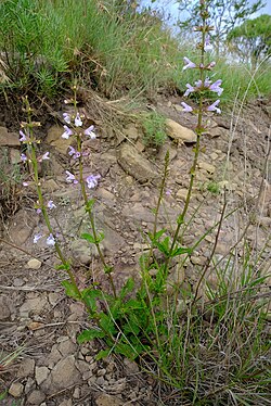 Salvia aurita.jpg