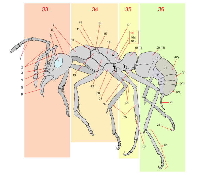 File:Scheme ant worker anatomy-numbered.svg