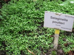 Selaginella poulteri - Berlin Botanical Garden - IMG 8678.JPG