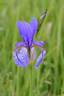 Sibirische Schwertlilie, Iris sibirica 06.JPG
