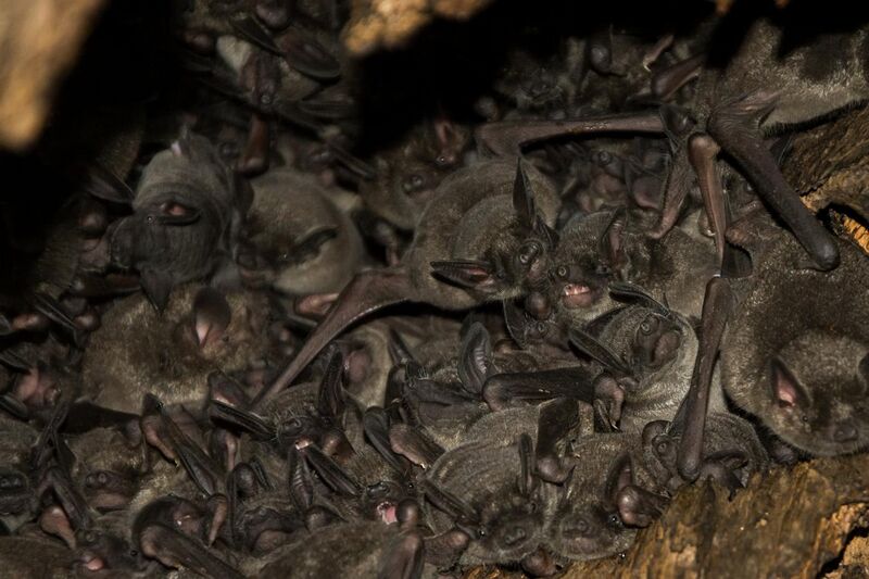 File:Southern short-tailed bats, Mystacina tuberculata.jpg