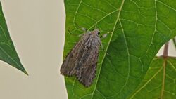 Spodoptera eridania - Southern Armyworm Moth (10094874236).jpg