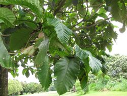Starr-120606-6962-Artocarpus sericicarpus-leaves-Kahanu Gardens Hana-Maui (25051304561).jpg