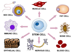 Stem cell differentiation.svg