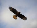 Striatedcaracara5.jpg