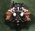 Gasteracantha.mammosa.female.2.-.tanikawa.jpg
