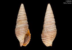 Tomopleura pouloensis (MNHN-IM-2000-3185).jpeg