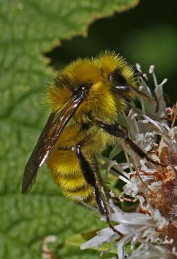 Van Dyke's Bumblebee - Bombus vandykei, near Bassetts, California.jpg