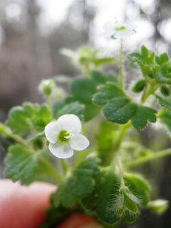 Veronica cymbalaria 3.JPG