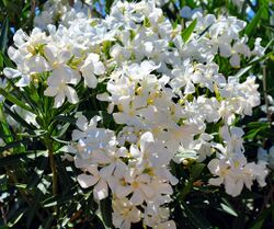 White variety in bloom, Joshua Tree