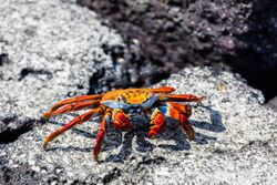 Zayapa (Grapsus grapsus), Las Bachas, isla Santa Cruz, islas Galápagos, Ecuador, 2015-07-23, DD 25.jpg