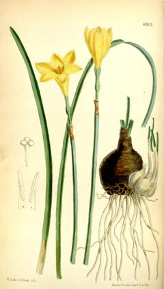 Zephyranthes citrina 108.6605.jpg