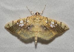 - 5241 – Pantographa limata – Basswood Leafroller Moth (43319553784).jpg
