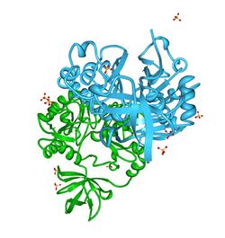 AMT-Aminomethiltransferase.jpg