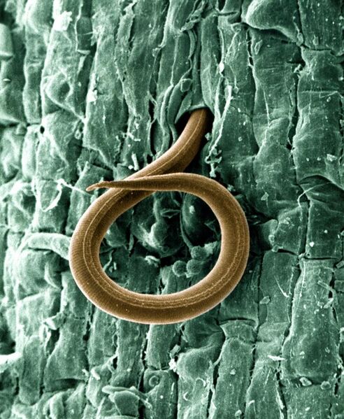 File:A juvenile root-knot nematode (Meloidogyne incognita) penetrates a tomato root - USDA-ARS.jpg