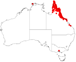 Acacia crassicarpaDistMap229.png