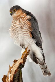 Adult male Eurasian sparrowhawk perching on branch