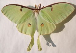 Actias luna female sjh.JPG