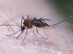 Aedes cinereus 02.JPG