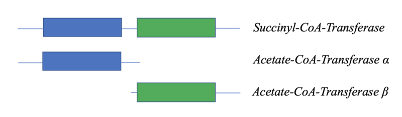 File:Alignment of the Rosette Stone protein Human Succinyl-CoA-Transferase with Acetate-CoA-Transferase subunits alpha and beta.png