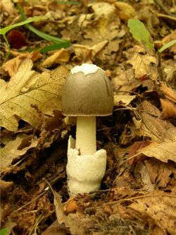 Amanita mairei.JPG