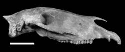 Skull of "Amerhippus" sp.