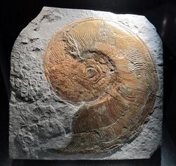 Ammonite harpoceras exaratum, 180 milioni di anni, da zona di friburgo.JPG