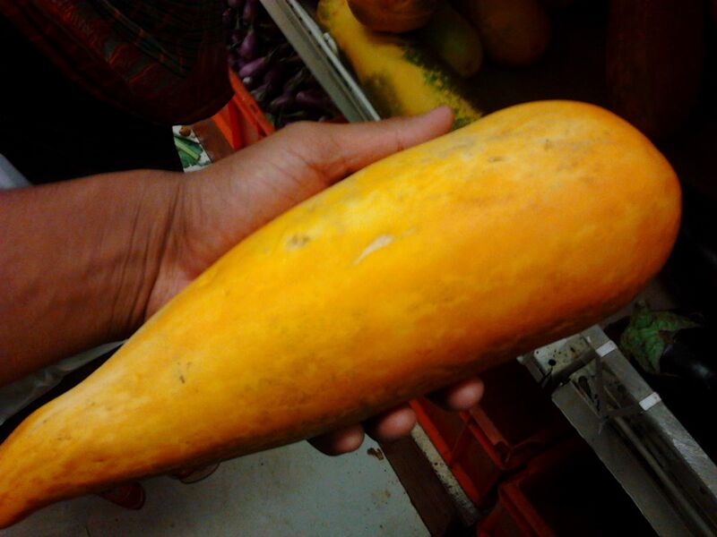 File:An Indian yellow cucumber.jpg