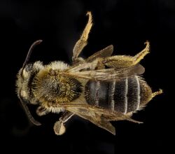 Andrena banksi f.jpg