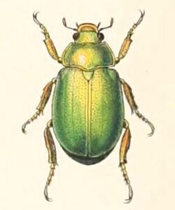 Anoplostethus laetus 1894.jpg