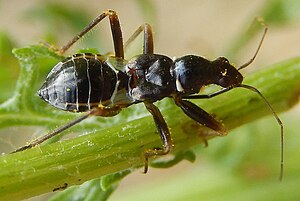 Ant-mimic predatory bug, Myrmecoris gracilis, dorsal view, on Ragwort (cropped).JPG