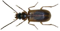 Anthracus consputus (Duftschmid, 1812) (2893062676).jpg