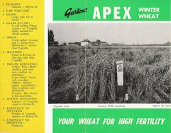 Apex Wheat.jpg
