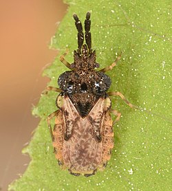 Aradus ornatus (50610421522).jpg