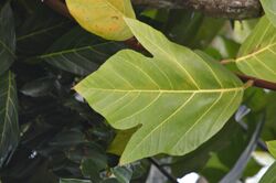 Artocarpus mariannensis leaf.jpg