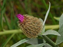 Asteraceae - Centaurea uniflora-3.JPG