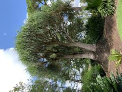 Beaucarnea recurvata—in Mounts Botanical Garden.jpg