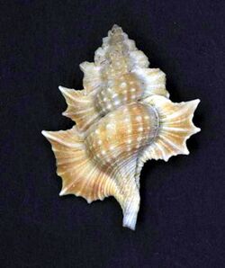 Biplex aculeata 001.jpg