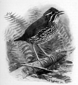 Bird lore (1914) (14753372034).jpg