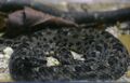 Bothrops marmoratus Instituto Butantã.jpg