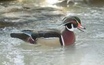 Brautente Wood Duck Aix sponsa.jpg