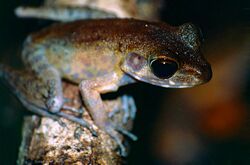 Brown Marsh Frog (Hylarana baramica) (14136461355).jpg